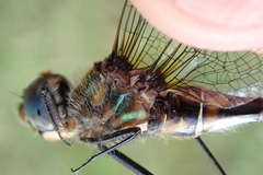 Somatochlora kennedyi