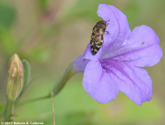Acmaeodera mixta