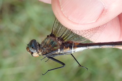 Somatochlora kennedyi