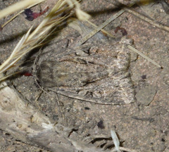 Apterogenum ypsillon