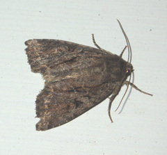 Apterogenum ypsillon