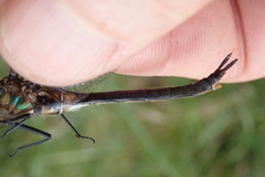 Somatochlora kennedyi