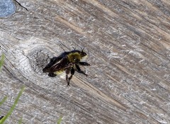 Laphria posticata