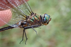 Somatochlora kennedyi