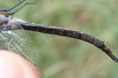 Somatochlora kennedyi