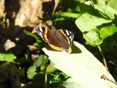 Vanessa atalanta