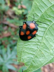 Brachystethus rubromaculatus