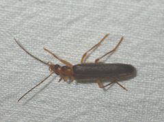 Nacerdes carniolica