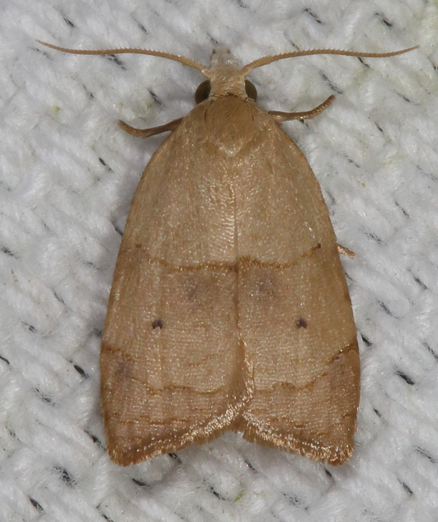 Batman Moth