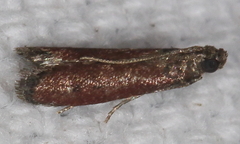 Varneria atrifasciella