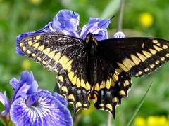 Papilio brevicauda