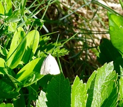 Protodeltote albidula