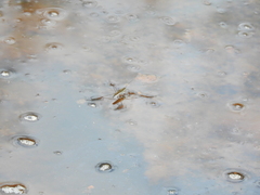 Limnoporus notabilis