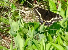 Papilio brevicauda