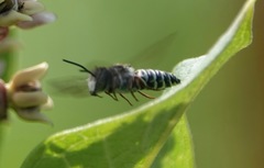 Boreocoelioxys