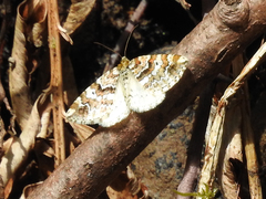 Enchoria lacteata