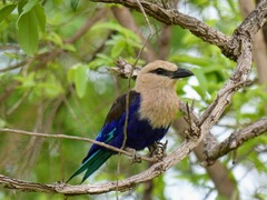 Coracias cyanogaster