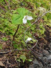 Trillium ovatum ovatum