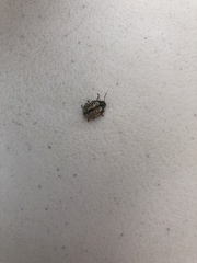 Calligrapha multipunctata