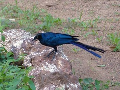 Lamprotornis caudatus