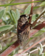 Tibicinoides