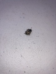 Calligrapha multipunctata