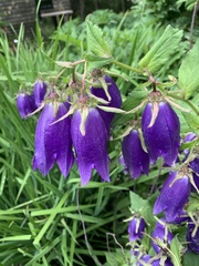 Campanula trachelium
