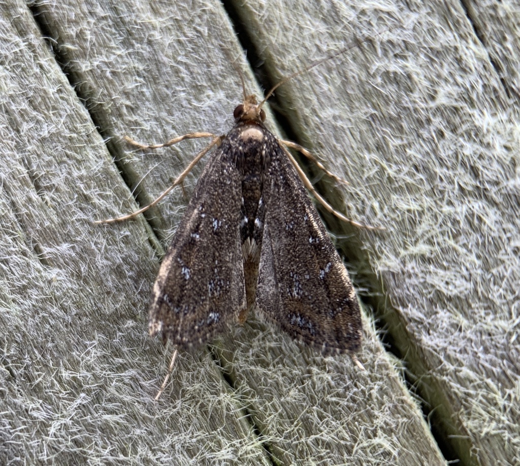 Black Langessa Moth