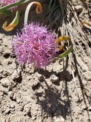 Allium platycaule