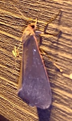Virbia laeta