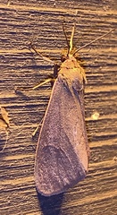 Virbia laeta