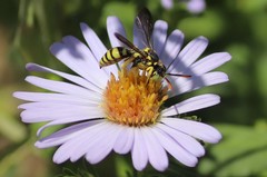 Nomada suavis