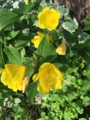 Oenothera pilosella