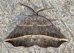 Metanema determinata