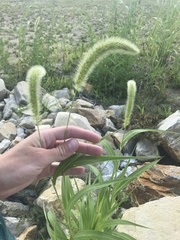 Setaria viridis major