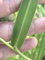 Setaria viridis major
