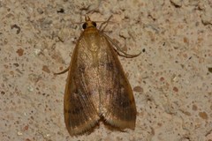 Achyra nudalis