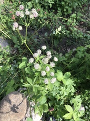Astrantia major