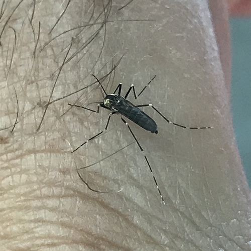 American rock pool mosquito photo 2