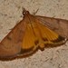 Uresiphita gilvata - Photo (c) David Renoult, algunos derechos reservados (CC BY-NC), subido por David Renoult