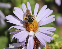 Halictus ligatus