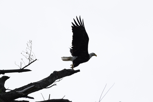 Bald Eagle photographed in Wisconsin