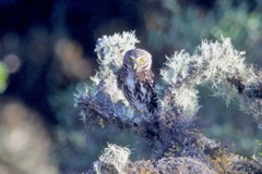 Glaucidium bolivianum