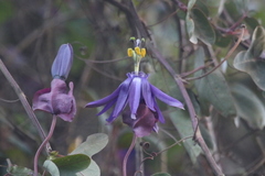 Passiflora umbilicata