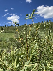 Salix wolfii