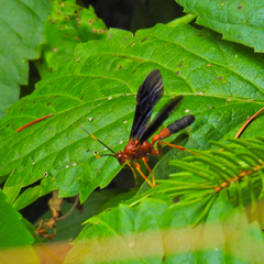 Tmetogaster nubilipennis