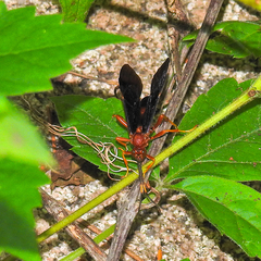 Tmetogaster nubilipennis