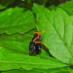 Tmetogaster nubilipennis