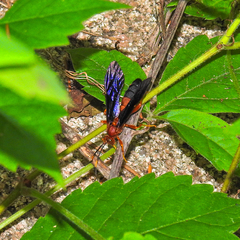 Tmetogaster nubilipennis