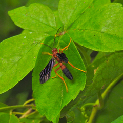 Tmetogaster nubilipennis
